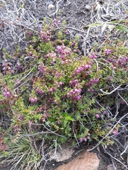 Erica planifolia