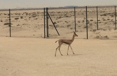 Gazella arabica