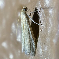 Barberia affinitella