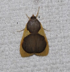 Prooedema inscisalis