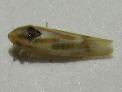 Erythridula penenoeva