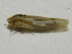 Erythridula penenoeva