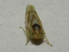 Erythridula penenoeva