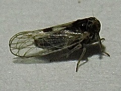 Chionomus puellus