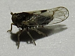 Chionomus puellus