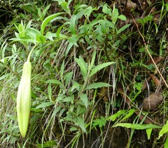 Lilium nepalense