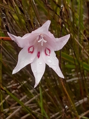 Gladiolus pappei