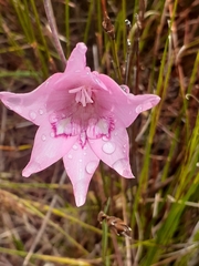 Gladiolus pappei