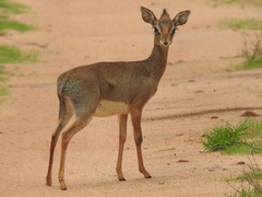 Madoqua hindei