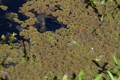 Azolla caroliniana