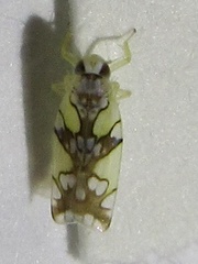 Protalebrella conica