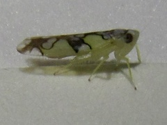 Protalebrella conica