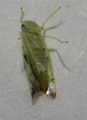 Protalebrella conica