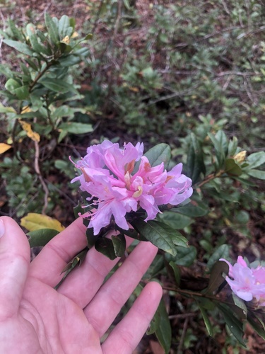Rhododendron image