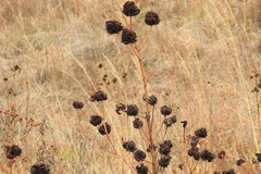 Desmanthus illinoensis