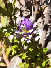 Psoralea fruticans