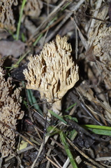 Phaeoclavulina eumorpha
