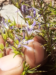 Wahlenbergia subulata