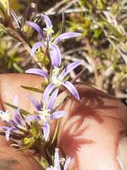 Wahlenbergia subulata
