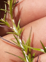 Wahlenbergia subulata