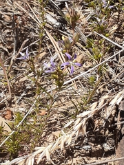Wahlenbergia subulata