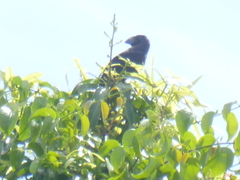 Crotophaga ani