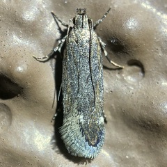 Filatima striatella
