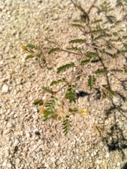 Kallstroemia californica