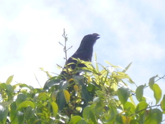 Crotophaga ani