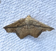 Polyacme dissimilis