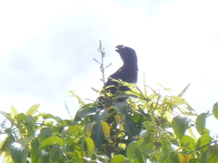 Crotophaga ani