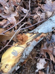Phaeotremella fimbriata