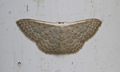 Idaea eretmopus
