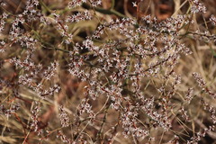Limonium platyphyllum