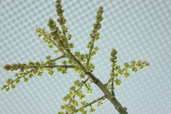 Heptapleurum arboricola