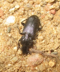 Pterostichus nigrita