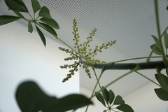 Heptapleurum arboricola