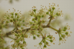 Heptapleurum arboricola