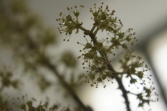 Heptapleurum arboricola