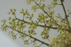 Heptapleurum arboricola