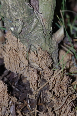 Phaeoclavulina eumorpha