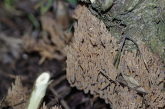 Phaeoclavulina eumorpha