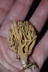 Phaeoclavulina eumorpha