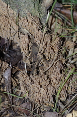 Phaeoclavulina eumorpha