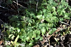 Parietaria floridana