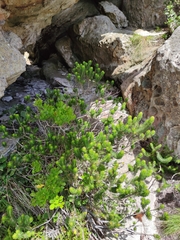 Erica thomae thomae