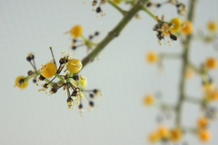 Heptapleurum arboricola