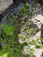 Erica thomae thomae