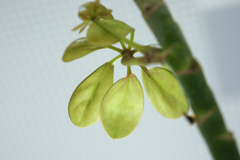 Heptapleurum arboricola