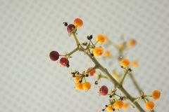 Heptapleurum arboricola